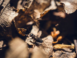 Bug-Proof Your Outdoor Trip: Simple Tips for Hikers and Campers