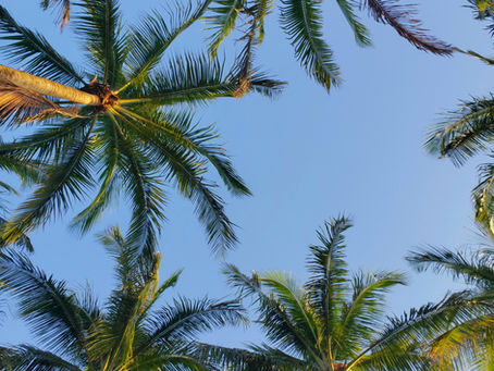 Best Restaurants + Things to Do in Estero (Local Guide)