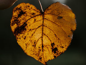 A hand holds a heart-shaped, orange-yellow leaf with dark spots and veins against a blurred dark background.
