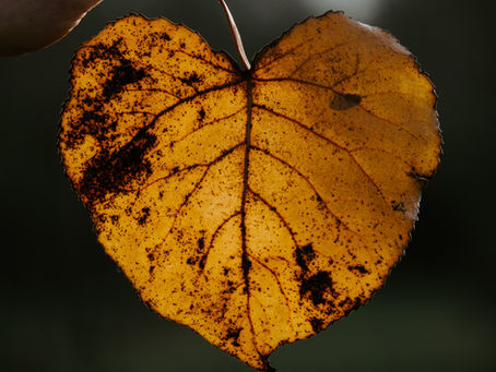 A hand holds a heart-shaped, orange-yellow leaf with dark spots and veins against a blurred dark background.