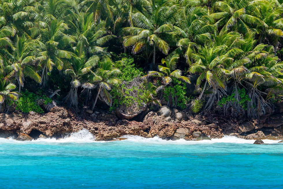 coconut palm seaside