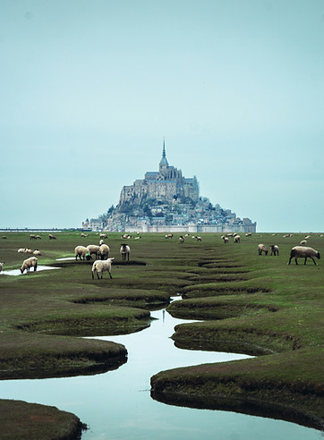 Photo of Mont-Saint-Michel with salt meadow sheep grazing in the polders Photo by Unsplash © Sam Quek