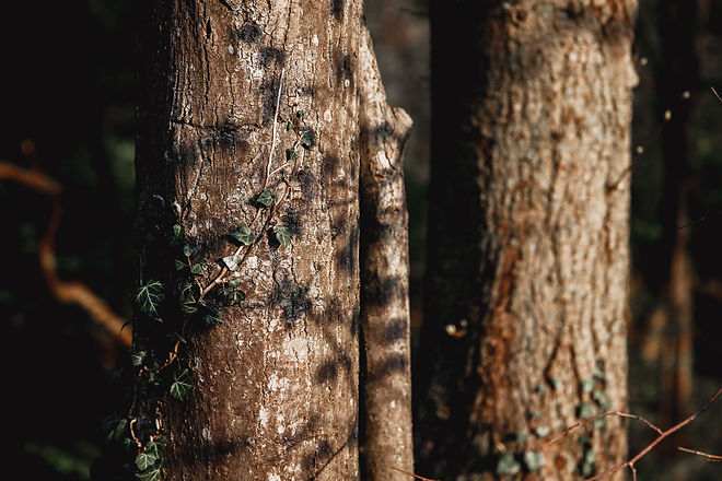 Image by Barbara Kosulin