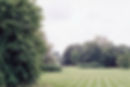 Mowed lawn with trees around the edges