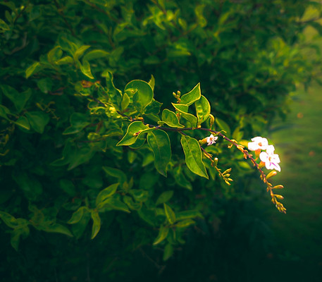 Image by Praveen Tak