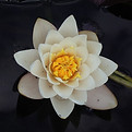 Image by Göran Eidens