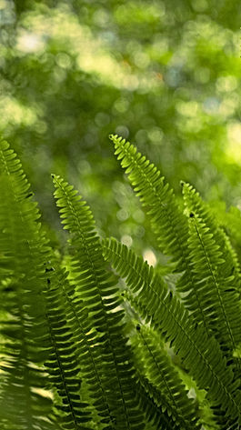 Pomelo
Fougère
Lavande
Romarin
Nepita
Mousse d’arbre de chêne vert
Cèdre