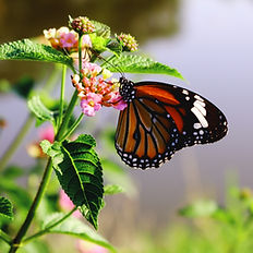 A butterfly resting on flowers, representing transformation and new beginnings