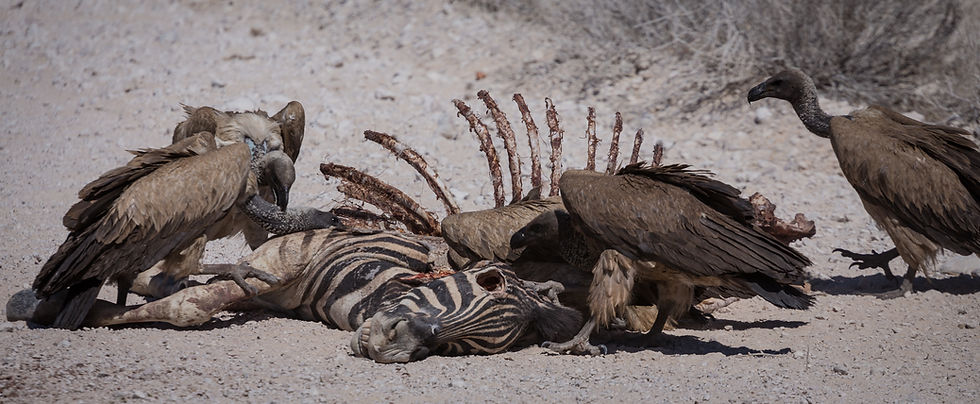 Vultures Scavenging a Dead Zebra