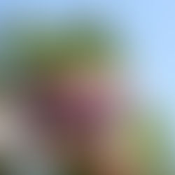 Person drinking from a red and white Delta 9 THC grapefruit drink can outdoors with a clear blue sky and green trees in the background.