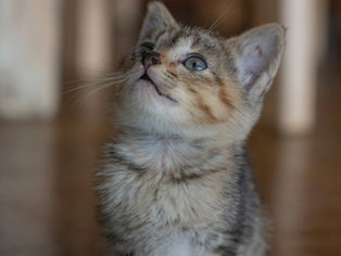 kitten looking up