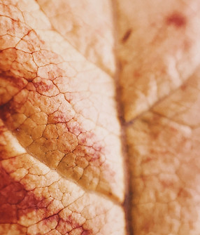 Image by Foad Roshan