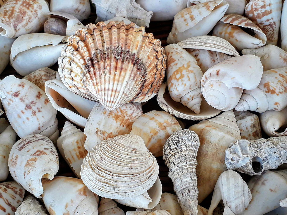 Mindfulness & Shell Painting at Little Rainbows