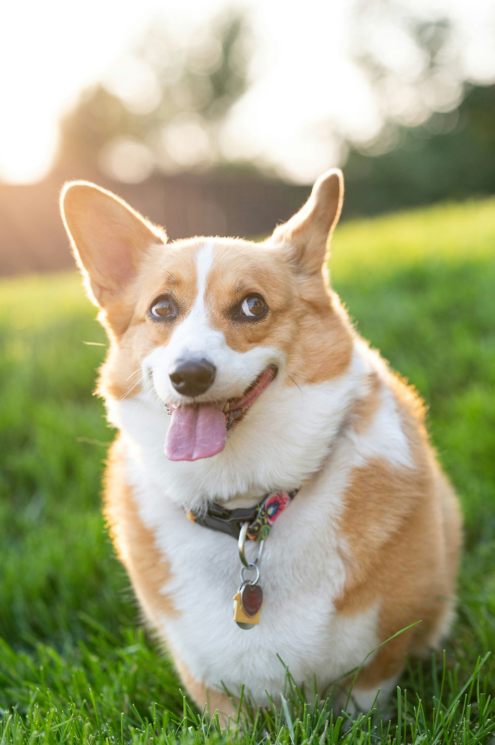 Why Do Dogs Bark? Understanding the Reasons, Triggers, and How to Cope
