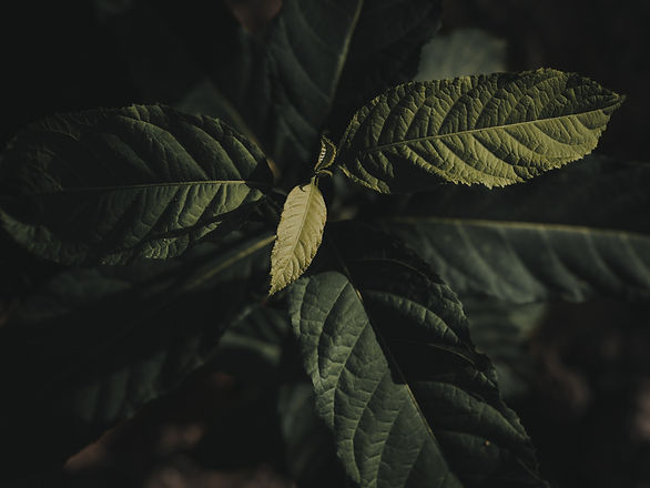 Image by Abdullah Subyyal
