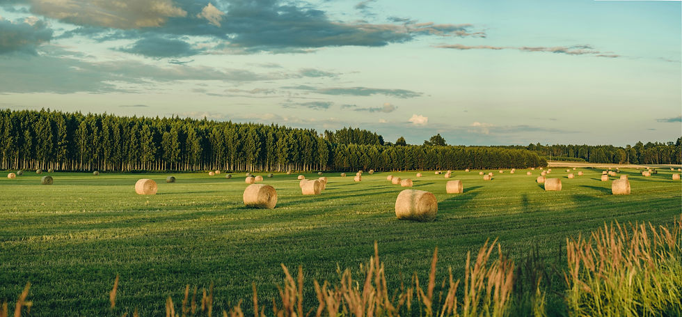 Image by Kristaps Grundsteins