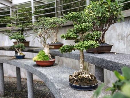 Caring for your Bonsai during a Heatwave