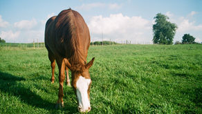 Bald faced chestnut horse grazing