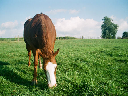 Bald faced chestnut horse grazing
