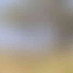 Elephant herd walking beneath an acacia tree in Tarangire during a safari from Zanzibar