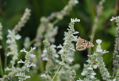 Image by Jeffrey Hamilton