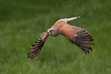 Image by Phil Robson