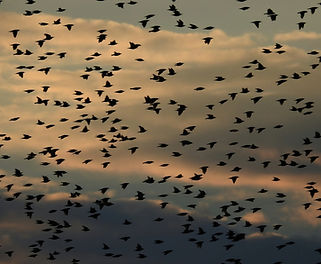 Image by Lukáš Kadava