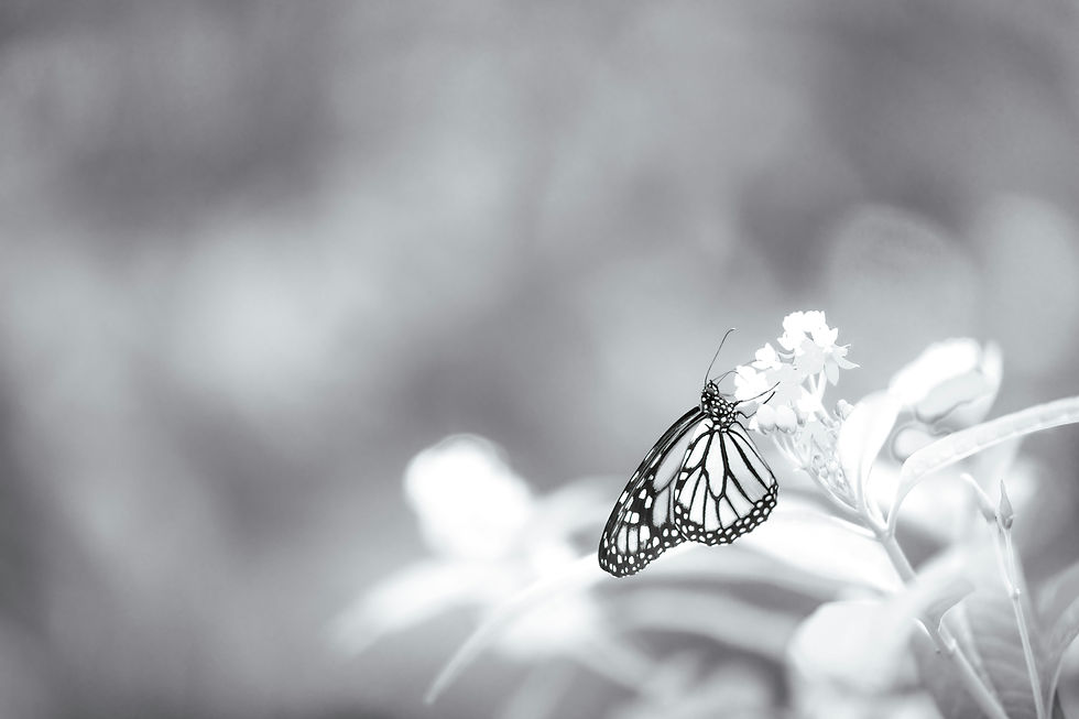 Schmetterling auf Blume – Symbol für Wandel, Leichtigkeit und Veränderung