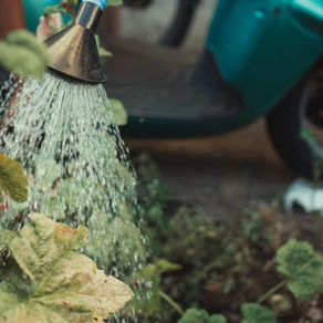 Arrosage d'une plante extérieur
