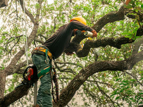 Tree Pruning
