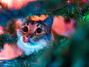 Silvester Training für Katzen - So meistern deine Katzen die Böllernacht