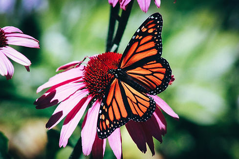 Image by Erin Minuskin
