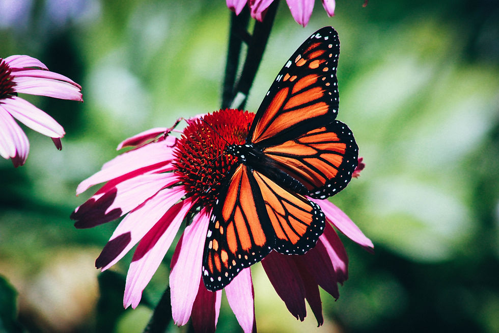 Image by Erin Minuskin