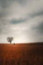 Image by Todd Trapani