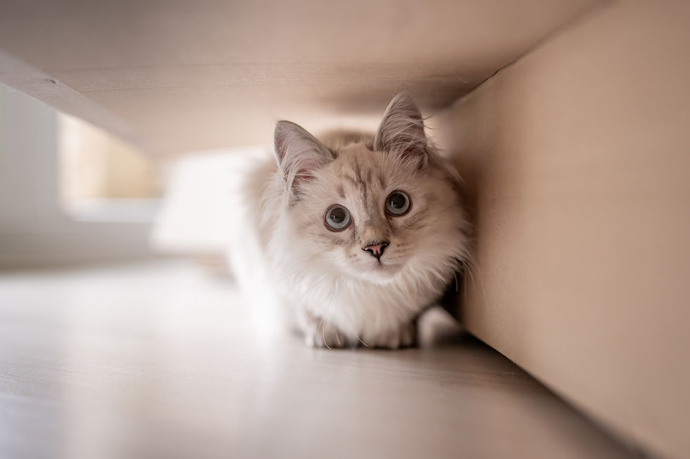 consultation en ligne comportement chat