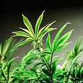 green cannabis plants growing
