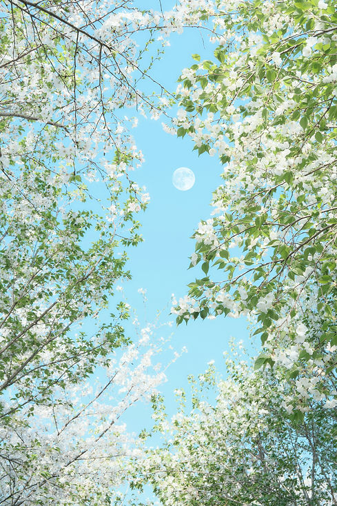 Image by Seele An