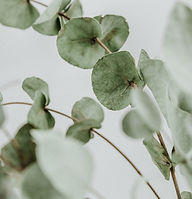 Image by Diana Polekhina