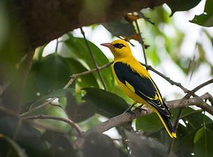 Image by Sonika Agarwal