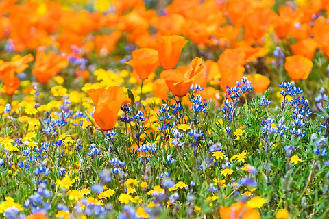 California Wildflower Mix Seeds