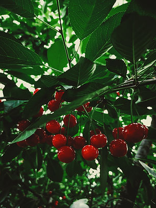 Image by Burak Tonç