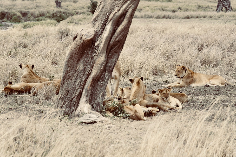 Serengeti Tanzania