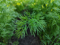 Close-up of vibrant green dill leaves with dew droplets, surrounded by more foliage. The setting is a lush garden, creating a fresh and natural mood.