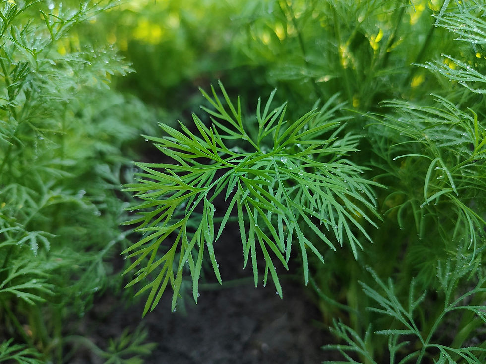 Close-up of vibrant green dill leaves with dew droplets, surrounded by more foliage. The setting is a lush garden, creating a fresh and natural mood.