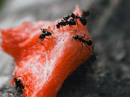 Sugar Ants in San Antonio: Why They Keep Coming Back