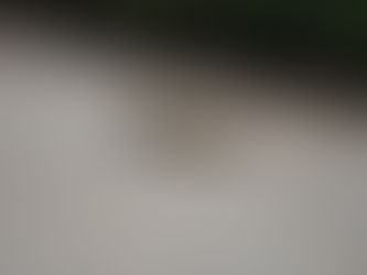 EE.UU. alerta por gusano barrenador en México y expresa desconfianza en controles fitosanitarios  