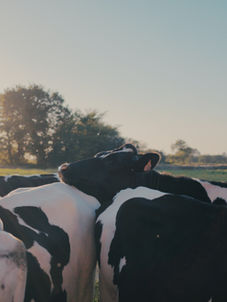 Vaca lechera Holstein en establo de producción intensiva