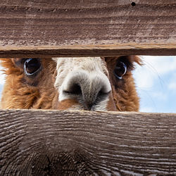 The eyes and nose of an alpaca peering through 2 wooden fence slats.