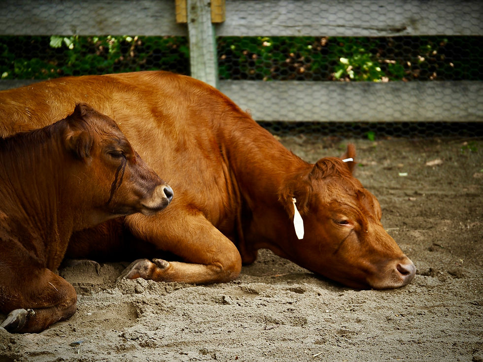 119. Diarrea viral bovina: mitos y realidades que pueden estar afectando la rentabilidad de tu hato