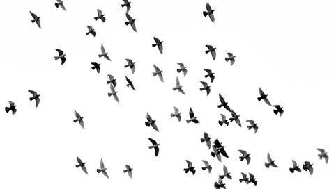 Which Bird Species Tell You Most About Farmland Biodiversity?